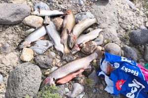 Los Antiguos: Pesca Continental decomisó 60 truchas tras intensos controles