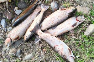 Los Antiguos: Pesca Continental decomisó 60 truchas tras intensos controles