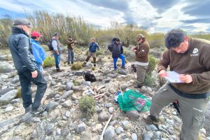 Los Antiguos: Pesca Continental decomisó 60 truchas tras intensos controles