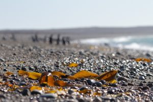 Cabo Vírgenes: campaña de monitoreo de pingüinos de Magallanes