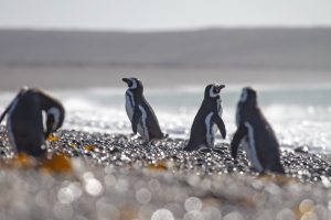 Cabo Vírgenes: campaña de monitoreo de pingüinos de Magallanes