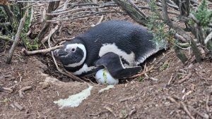 Cabo Vírgenes: campaña de monitoreo de pingüinos de Magallanes