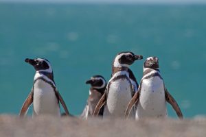 Cabo Vírgenes: campaña de monitoreo de pingüinos de Magallanes