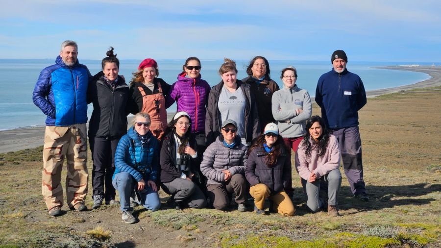 Cabo Vírgenes: campaña de monitoreo de pingüinos de Magallanes