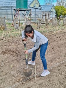 Próximos egresados de la Escuela Agropecuaria Provincial N°1 plantaron un monte frutal como legado educativo