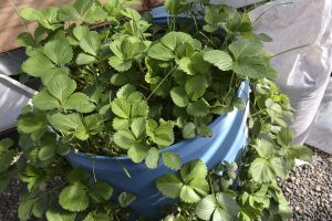 #SomosElEstado: En el Vivero Cecilio Freile se cultivan especies nativas y se fortalece nuestro espíritu