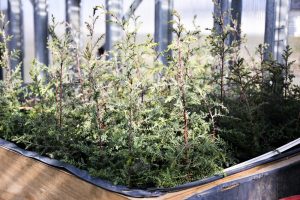 #SomosElEstado: En el Vivero Cecilio Freile se cultivan especies nativas y se fortalece nuestro espíritu