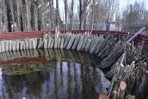 #SomosElEstado: En el Vivero Cecilio Freile se cultivan especies nativas y se fortalece nuestro espíritu