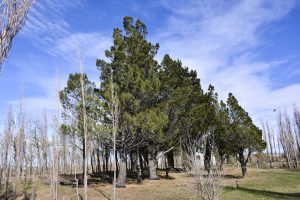 #SomosElEstado: En el Vivero Cecilio Freile se cultivan especies nativas y se fortalece nuestro espíritu