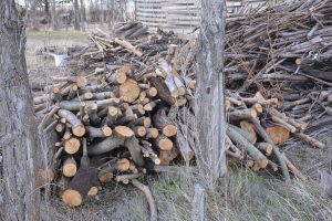 #SomosElEstado: En el Vivero Cecilio Freile se cultivan especies nativas y se fortalece nuestro espíritu