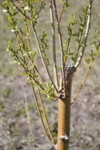#SomosElEstado: En el Vivero Cecilio Freile se cultivan especies nativas y se fortalece nuestro espíritu