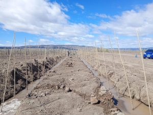 Estudiantes agropecuarios realizan sus prácticas forestales junto a FOMICRUZ