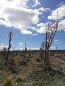 Estudiantes agropecuarios realizan sus prácticas forestales junto a FOMICRUZ