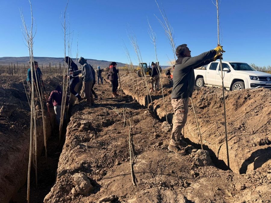 Estudiantes agropecuarios realizan sus prácticas forestales junto a FOMICRUZ
