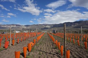 El CAP potencia el Plan Vitivinícola en Lago Posadas