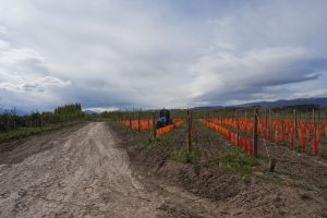 El CAP potencia el Plan Vitivinícola en Lago Posadas