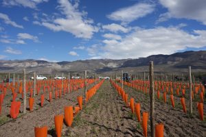 El CAP potencia el Plan Vitivinícola en Lago Posadas