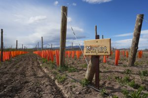 El CAP potencia el Plan Vitivinícola en Lago Posadas
