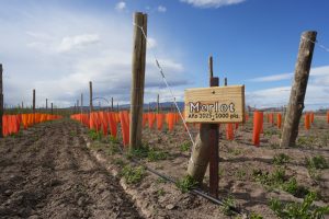 El CAP potencia el Plan Vitivinícola en Lago Posadas