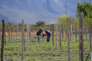 El CAP potencia el Plan Vitivinícola en Lago Posadas
