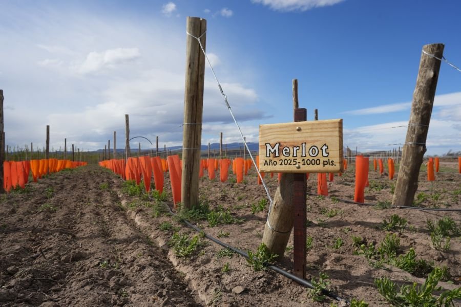 El CAP potencia el Plan Vitivinícola en Lago Posadas