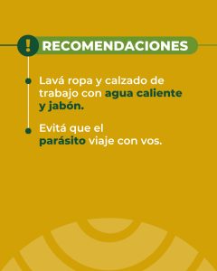 Sarna ovina: El Consejo Agrario refuerza la prevención en la etapa post-parto