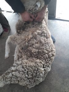 Sarna ovina: El Consejo Agrario refuerza la prevención en la etapa post-parto
