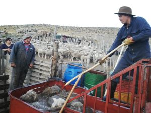 Sarna ovina: El Consejo Agrario refuerza la prevención en la etapa post-parto