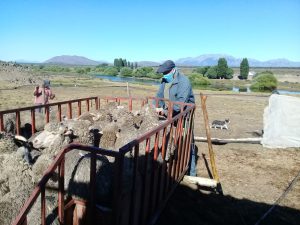 Sarna ovina: El Consejo Agrario refuerza la prevención en la etapa post-parto