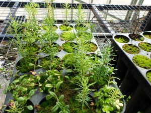 El Calafate celebra el Aniversario de Consejo Agrario Provincial con una propuesta ambiental