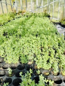 El Calafate celebra el Aniversario de Consejo Agrario Provincial con una propuesta ambiental