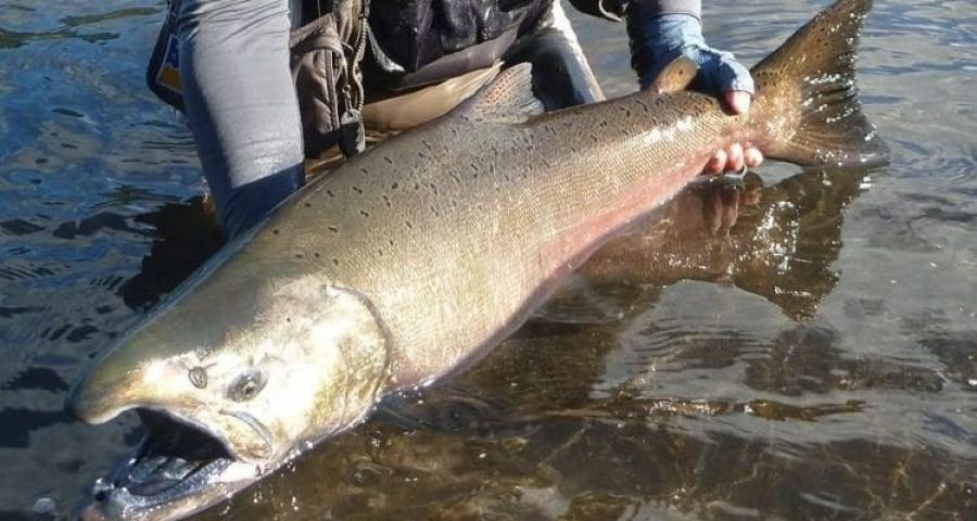 Santa Cruz logra un paso clave: se aprobó la ley que regula al salmón Chinook