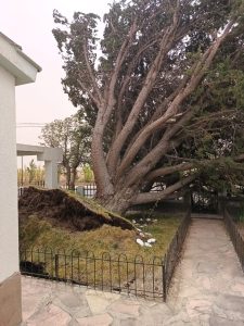 Servicios Públicos realizó intervenciones durante el temporal de viento