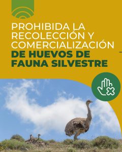 El Consejo Agrario recuerda que está prohibida la recolección de huevos de fauna silvestre