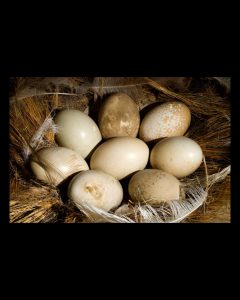 El Consejo Agrario recuerda que está prohibida la recolección de huevos de fauna silvestre