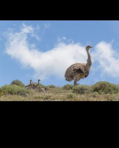 El Consejo Agrario recuerda que está prohibida la recolección de huevos de fauna silvestre