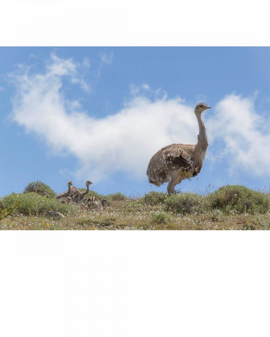 El Consejo Agrario recuerda que está prohibida la recolección de huevos de fauna silvestre