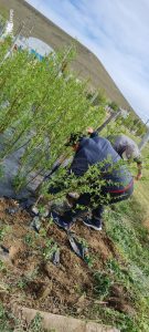 Se entregaron árboles producidos por la Delegación del CAP en Puerto Santa Cruz