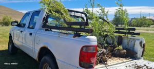 Se entregaron árboles producidos por la Delegación del CAP en Puerto Santa Cruz