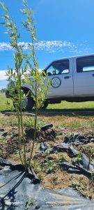 Se entregaron árboles producidos por la Delegación del CAP en Puerto Santa Cruz