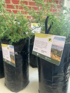 Se llevó adelante la entrega de árboles por el Aniversario de 28 de Noviembre