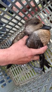 El Consejo Agrario rescató a un pato crestón en 28 de Noviembre