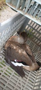 El Consejo Agrario rescató a un pato crestón en 28 de Noviembre