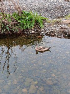 El Consejo Agrario rescató a un pato crestón en 28 de Noviembre