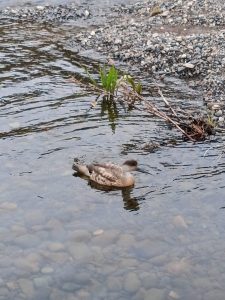 El Consejo Agrario rescató a un pato crestón en 28 de Noviembre
