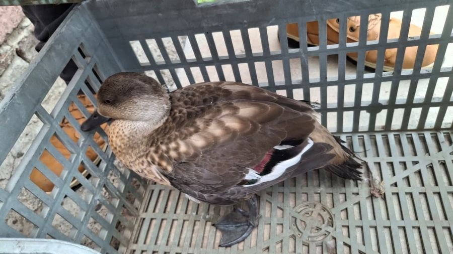 El Consejo Agrario rescató a un pato crestón en 28 de Noviembre