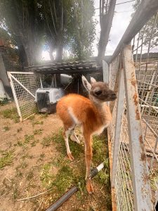 El CAP rescató a un chulenguito que estaba retenido en condiciones irregulares en Río Gallegos