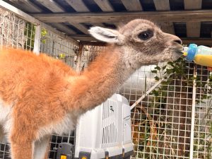 El CAP rescató a un chulenguito que estaba retenido en condiciones irregulares en Río Gallegos