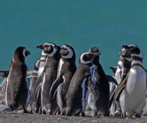 Turismo: Periodistas nacionales visitaron Cabo Vírgenes