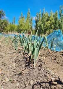 CAP, INTA y Municipio de Puerto Santa Cruz se unen para capacitar en Técnicas de Siembra de Ajo